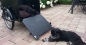 Preview: Babboe DOG-E 500Wh schwarz-braun AKTION inkl. Regenverdeck